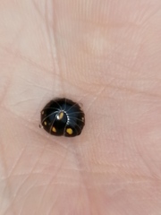 Glomeridae