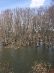 Acer saccharinum — photo 2