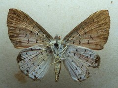 Parvospila lucianus