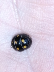 Glomeridae