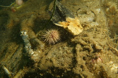 Strongylocentrotidae