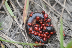 Ectrichodia