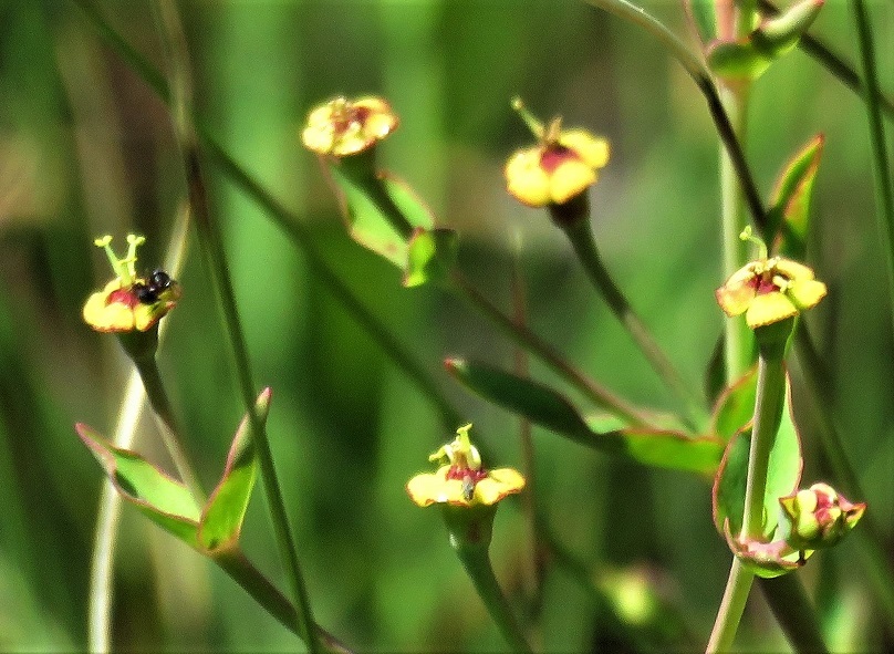 Euphorbia inundata var. inundata
