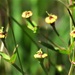 Euphorbia inundata inundata - Photo 由 j_appleget 所上傳的 (c) j_appleget，保留部份權利CC BY-NC