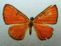 Mesene phareus