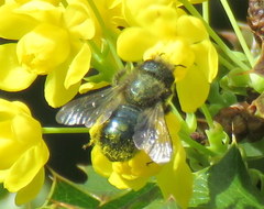 Osmia lignaria propinqua