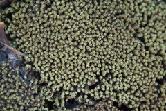 Tortella xanthocarpa