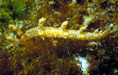 Bornella johnsonorum