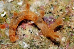 Bornella johnsonorum