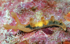 Bornella johnsonorum