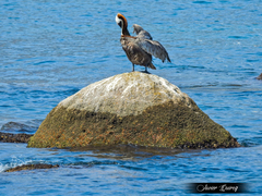 Pelecanus occidentalis