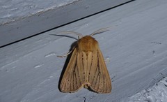 Ichneutica unica