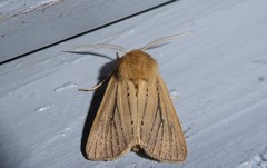 Ichneutica unica
