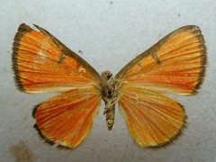 Mesene phareus
