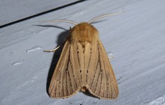 Ichneutica unica