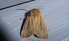 Ichneutica unica