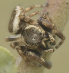 Metaphidippus diplacis