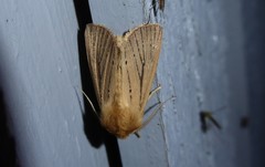Ichneutica unica