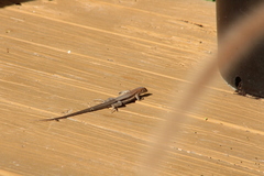 Pholidoscelis plei