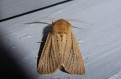 Ichneutica unica