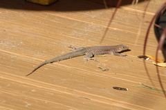 Pholidoscelis plei