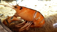 Homarus