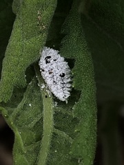 Phenacoccus giganteus