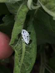 Phenacoccus giganteus