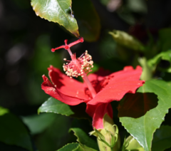 Hibiscus clayi