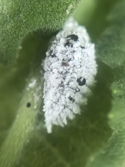 Phenacoccus giganteus