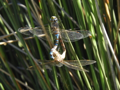 Rhionaeschna absoluta