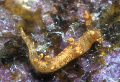 Bornella johnsonorum