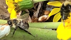 Bombus impatiens image