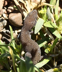 Saurodactylus brosseti