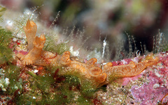 Bornella johnsonorum