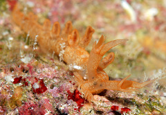 Bornella johnsonorum