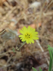 Lagophylla glandulosa