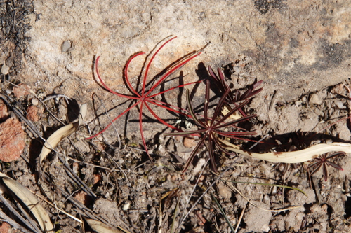 Image of Oxalis saltusbelli by (c) Tony Rebelo, some rights reserved (CC BY-SA)
