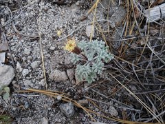 Chaenactis nevadensis