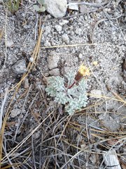 Chaenactis nevadensis