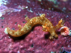 Bornella johnsonorum