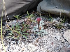 Chaenactis nevadensis