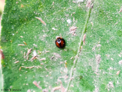 Pentilia chelsea