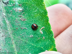 Pentilia chelsea