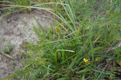 Gazania linearis linearis