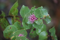 Hakea cucullata