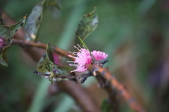 Hakea cucullata