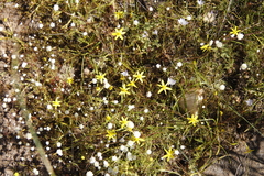 Pauridia gracilipes gracilipes