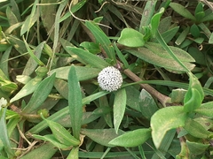 Spilanthes leiocarpa