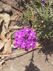 Verbena pulchella